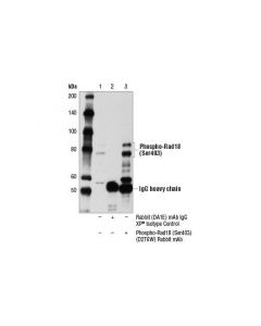 Cell Signaling Phospho-Rad18 (Ser403) (D2t6w) Rabbit mAb