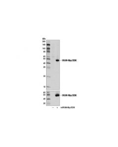 Cell Signaling Irgm Antibody (Rodent Specific)