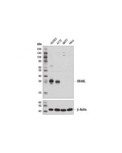 Cell Signaling Ox40l (D6x2d) Rabbit mAb