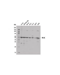 Cell Signaling Mlkl (D2i6n) Rabbit mAb