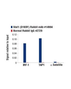 Cell Signaling Stat1 (D1k9y) Rabbit mAb