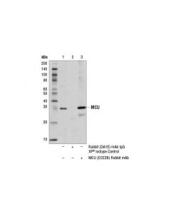 Cell Signaling Mcu (D2z3b) Rabbit mAb