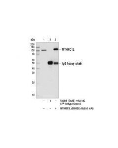 Cell Signaling Mthfd1l (D7o8e) Rabbit mAb
