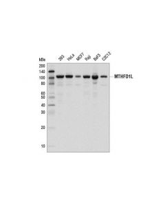 Cell Signaling Mthfd1l (D8t7l) Rabbit mAb