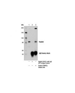 Cell Signaling Rad54 (D4w3z) Rabbit mAb
