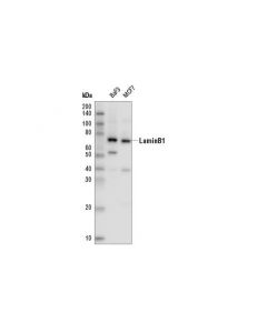 Cell Signaling Lamin B1 (D9v6h) Rabbit mAb (Hrp Conjugate)