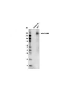 Cell Signaling Her3/Erbb3 (D22c5) Xp Rabbit mAb (Hrp Conjugate)
