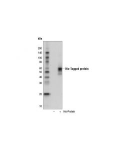 Cell Signaling His-Tag (D3i1o) Xp Rabbit mAb (Biotinylated)
