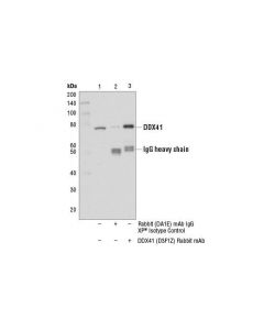 Cell Signaling Ddx41 (D3f1z) Rabbit mAb