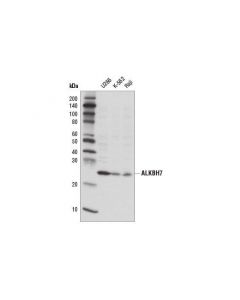 Cell Signaling Alkbh7 Antibody