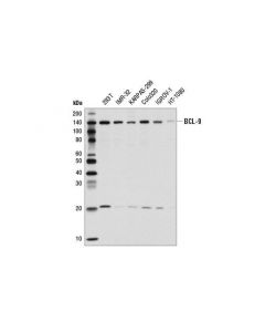 Cell Signaling Bcl9 Antibody