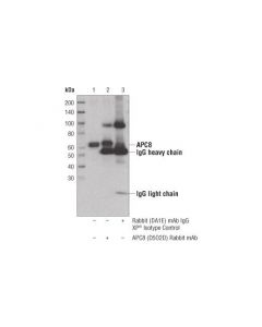 Cell Signaling Apc8 (D5o2d) Rabbit mAb