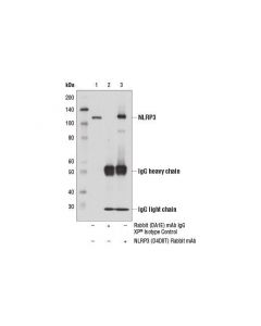 Cell Signaling Nlrp3 (D4d8t) Rabbit mAb