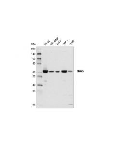 Cell Signaling Cgas (D1d3g) Rabbit mAb