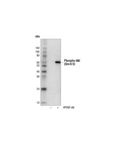 Cell Signaling Phospho-Akt (Ser473) (D9w9u) Mouse mAb (Biotinylated)