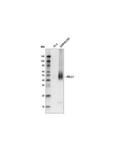 Cell Signaling Pd-L1 (E1l3n ) Xp  Rabbit mAb (Biotinylated)