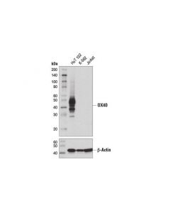 Cell Signaling Ox40 (D4n3k) Rabbit mAb