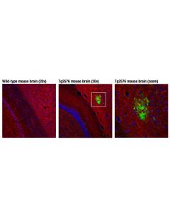 Cell Signaling Beta-Amyloid (D3d2n) Mouse mAb