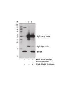Cell Signaling Pomp (D2x9s) Rabbit mAb
