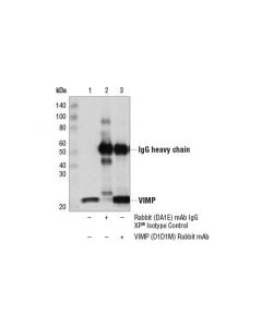 Cell Signaling Vimp (D1d1m) Rabbit mAb