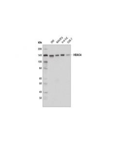 Cell Signaling Hdac4 (D8t3q) Rabbit mAb