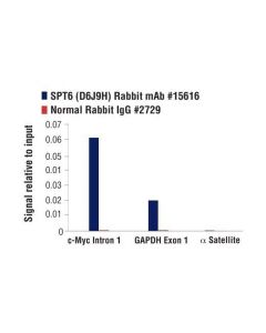 Cell Signaling Spt6 (D6j9h) Rabbit mAb