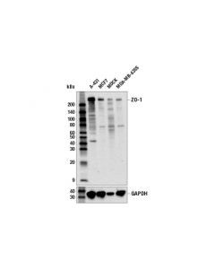 Cell Signaling Zo-1 (6b6e4) Rat mAb