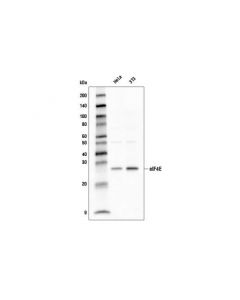 Cell Signaling Eif4e (C46h6) Rabbit mAb (Biotinylated)