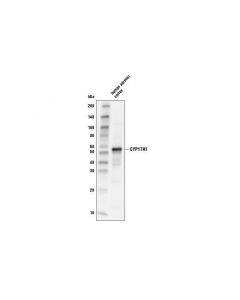 Cell Signaling Cyp17a1 Antibody