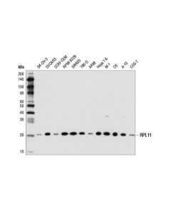 Cell Signaling Rpl11 (D1p5n) Rabbit mAb