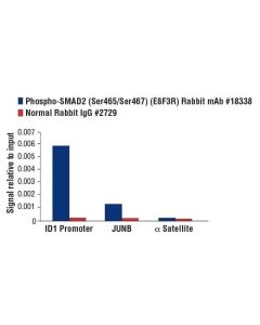 Cell Signaling Phospho-Smad2 (Ser465/Ser467) (E8f3r) Rabbit mAb