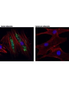 Cell Signaling Hsl (D6w5s) Xp Rabbit mAb