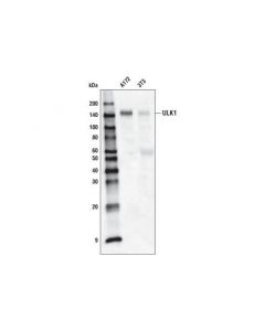 Cell Signaling Ulk1 (D8h5) Rabbit mAb (Biotinylated)