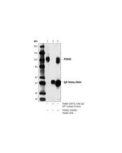 Cell Signaling Psd93 (D4z4d) Rabbit mAb