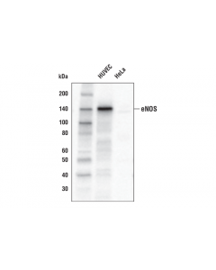 Cell Signaling Enos (D9a5l) Rabbit mAb (Biotinylated)
