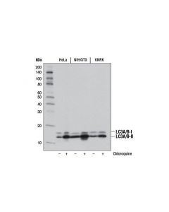 Cell Signaling Autophagy Vesicle Elongation (Lc3 Conjugation) Antibody Sampler Kit