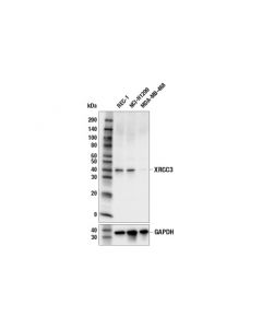 Cell Signaling Xrcc3 (E9x4d) Rabbit mAb