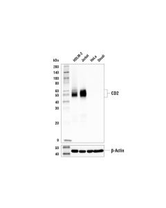 Cell Signaling Cd2 (D6v9f) Rabbit mAb (Bsa And Azide Free)