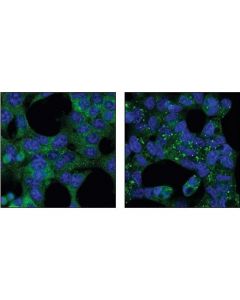 Cell Signaling Atg12 Antibody (Human Specific)