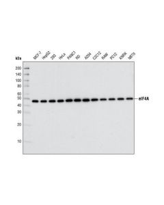 Cell Signaling Eif4a (C32b4) Rabbit mAb