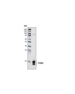 Cell Signaling Cripto Antibody (Human Specific)