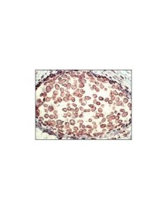 Cell Signaling Lamin A/C Antibody