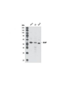 Cell Signaling Xiap Antibody