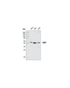 Cell Signaling Xiap (3b6) Rabbit mAb