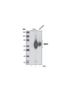Cell Signaling Bace (D10e5) Rabbit mAb (Bsa And Azide Free)