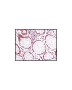 Cell Signaling Eif4e (C46h6) Rabbit mAb