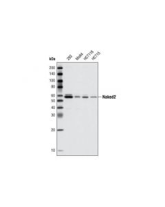 Cell Signaling Naked2 (C67c4) Rabbit mAb