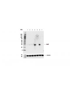 Cell Signaling Apoe (E7x2a) Rabbit mAb (Bsa And Azide Free)