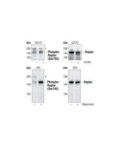 Cell Signaling Phospho-Raptor (Ser792) Antibody