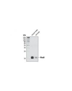 Cell Signaling Rhob Antibody